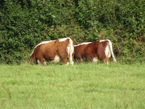 Rose and Willow are never too far apart. I often see them grazing with each other away from the rest of their herd.
