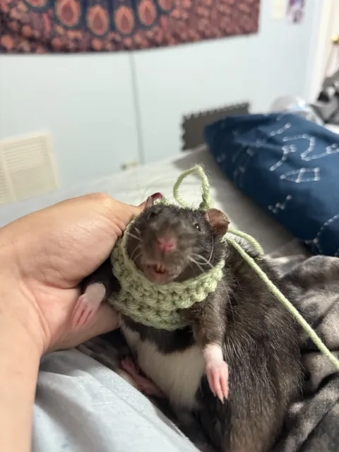 Does this color suit him?