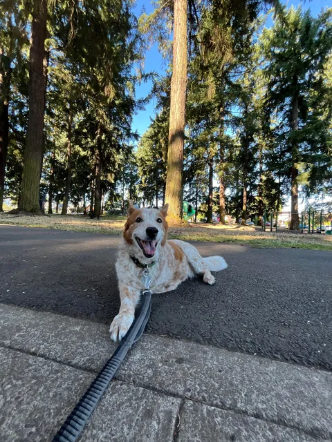 This is rare pupper, Jane, affectionately known as Turkey.