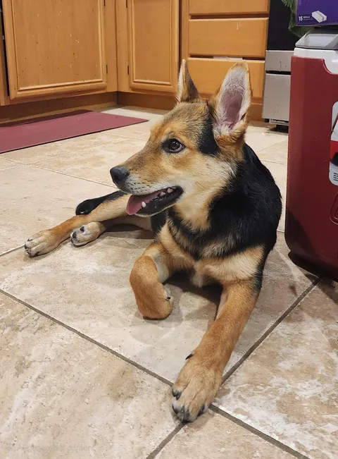 Our new pupper (shepherd mix)