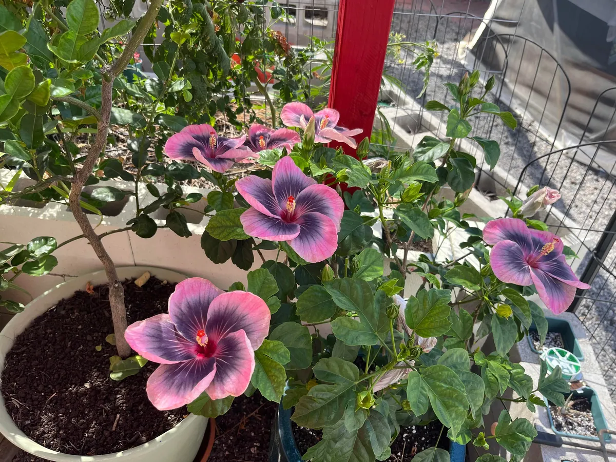 Midnight Tryst Hibiscus gone wild