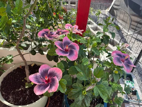 Midnight Tryst Hibiscus gone wild