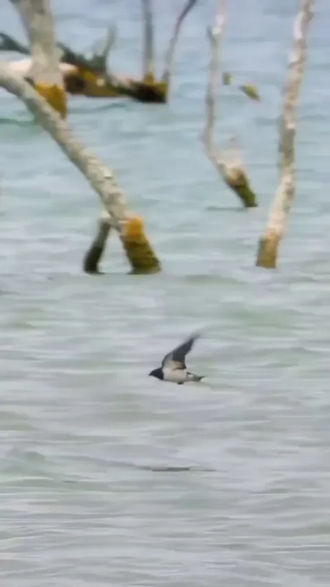 🔥 Fish Vs Bird 🔥
