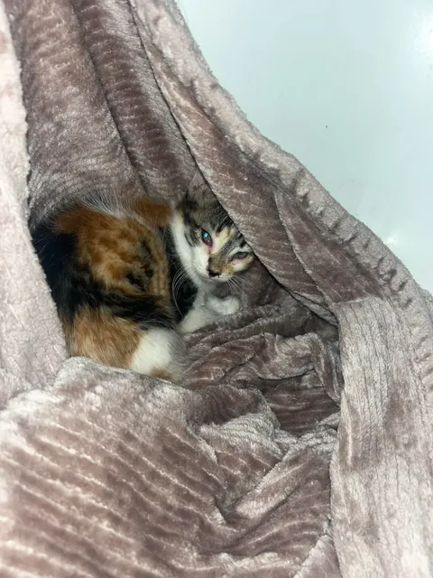 The CDS got me at a Jiffy Lube