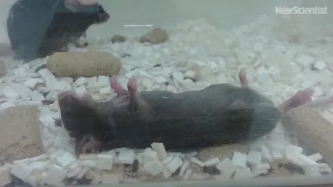 A mouse tries to give first aid to an unconscious mate