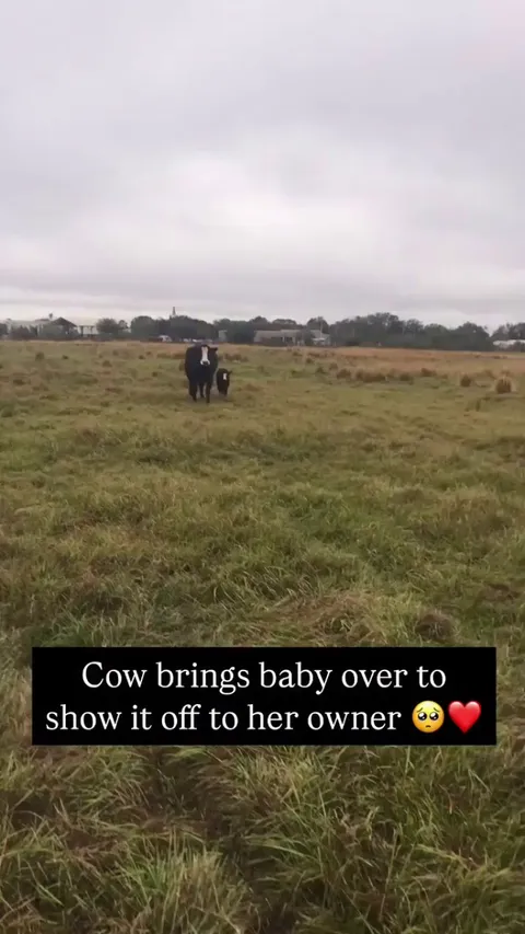 What a proud mama 🐮 📹: Amystotler