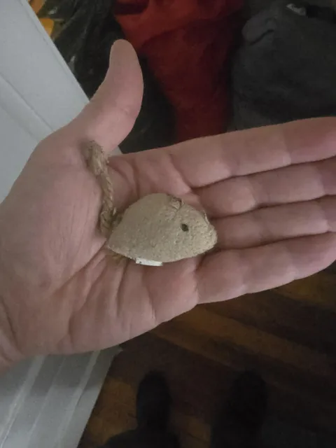 Cleaning my house for a possible new cat. I found this and it destroyed me.