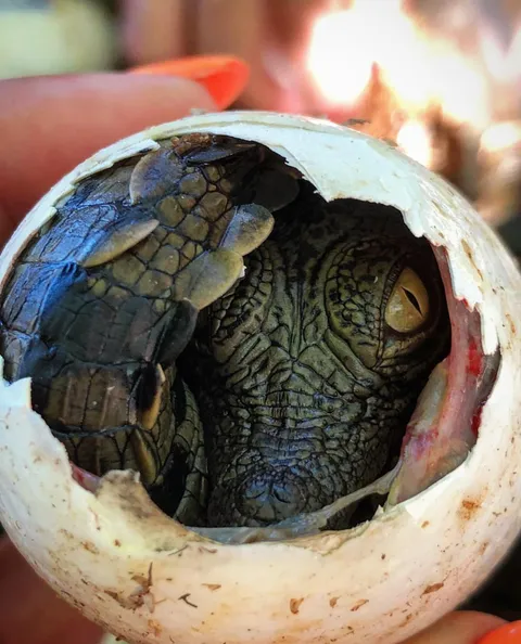 🔥 Nile crocodile peaking through it's eggshell 🔥