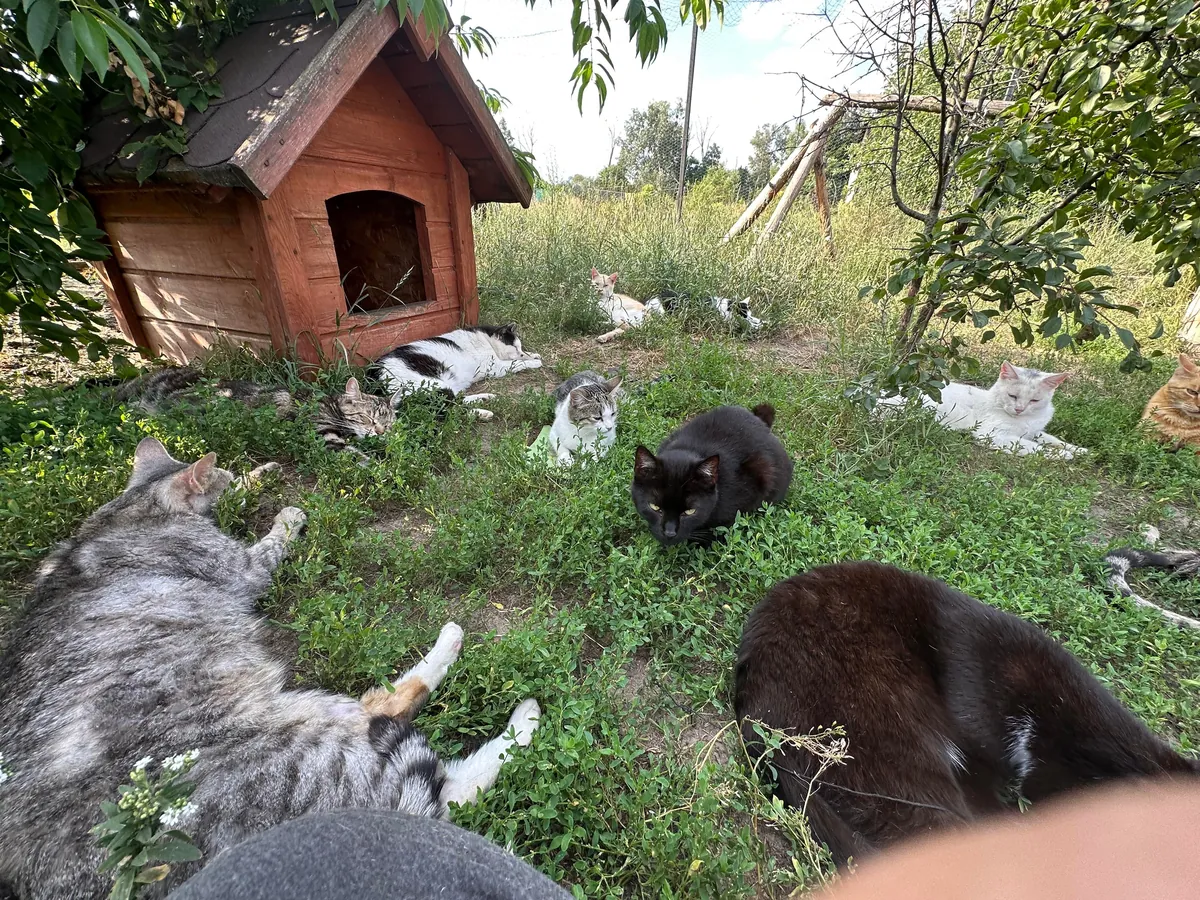 I volunteer at a cat hospice and it’s a place full of love