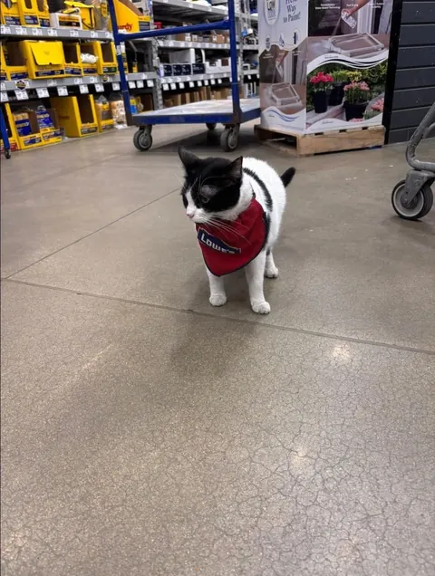 The cat that works security at the local home department store