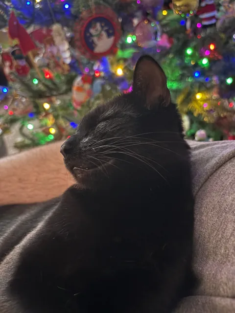 Sweet, snuggly Jason’s first Christmas season