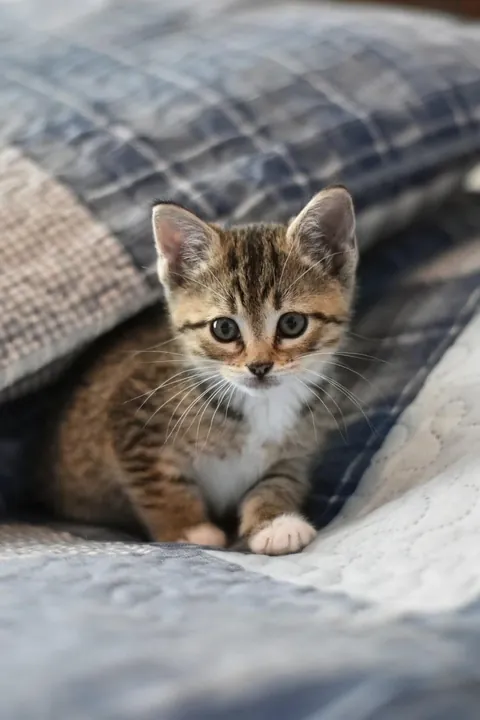 Rescued from the middle of traffic as a kitten. She was so tiny back then!