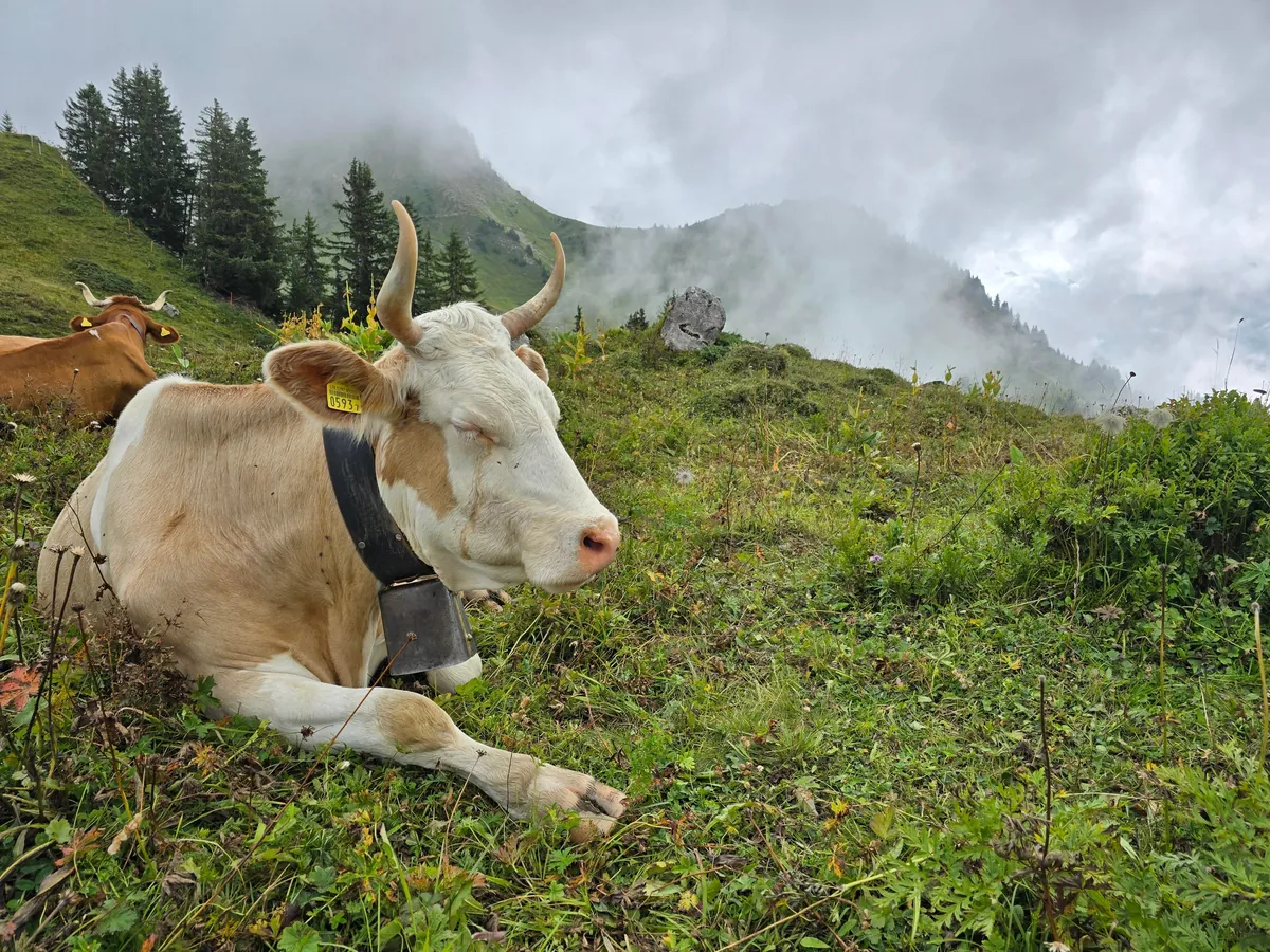Some of my favorites from 2 weeks in Switzerland