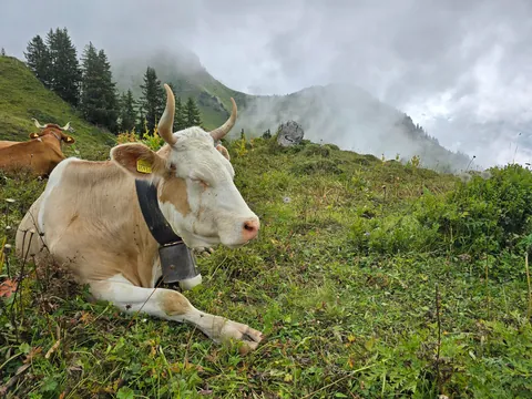 Some of my favorites from 2 weeks in Switzerland