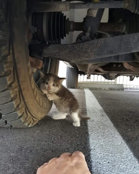 PsBattle: This kitten leaning on a tire