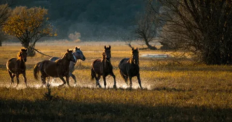 ITAP of wild horses.