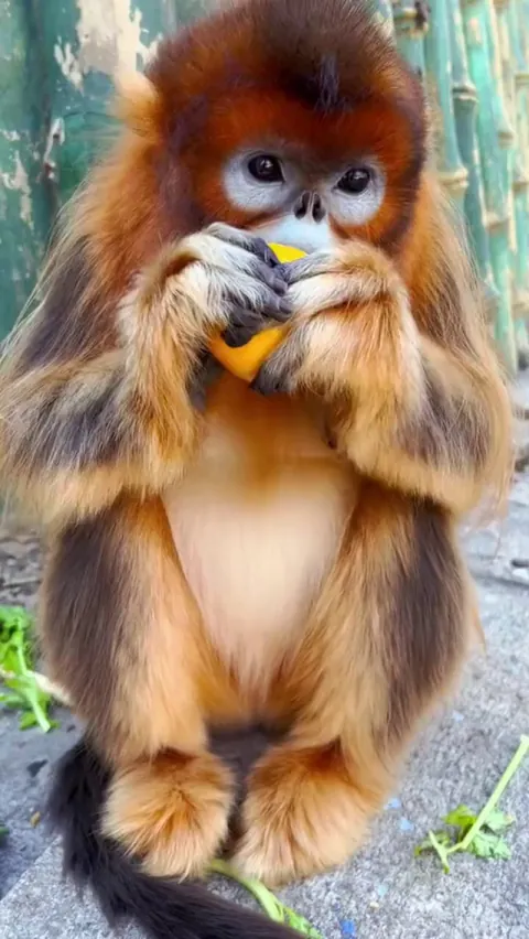 How to eat an orange?