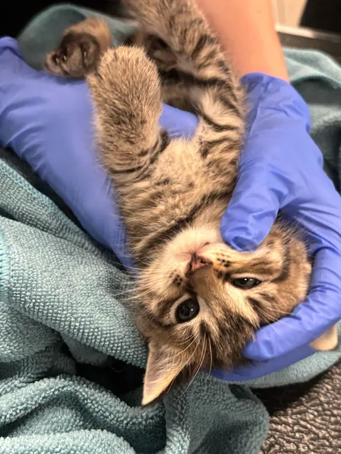 I just saved a cat from my walls: what do I do?