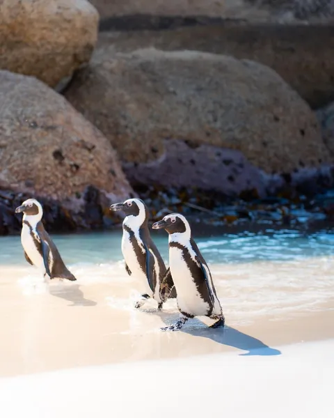 We spent a month in South Africa for our honeymoon. And we'd do it again. 