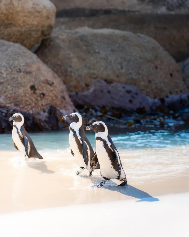 We spent a month in South Africa for our honeymoon. And we'd do it again. 