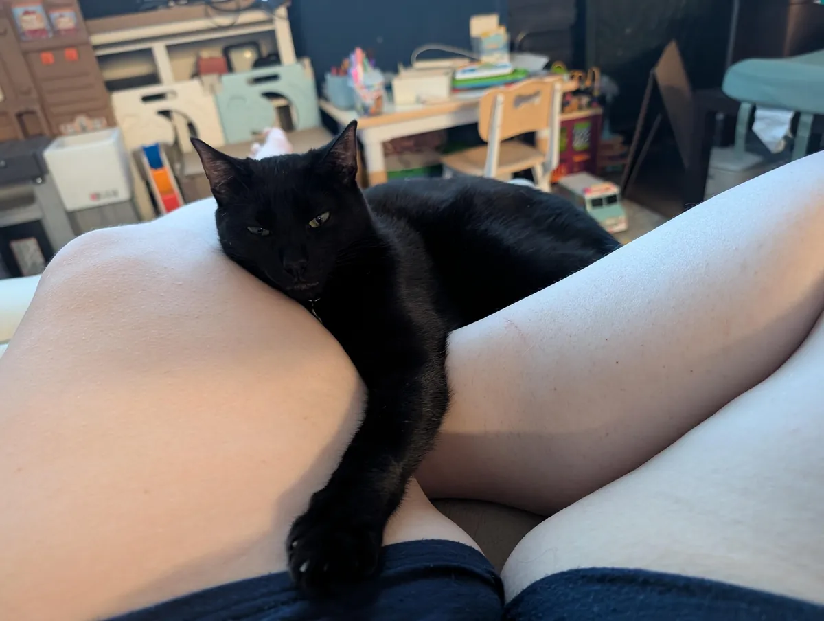 One year ago, I adopted my very first cat!