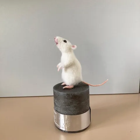 I made this cute white rat out of wool