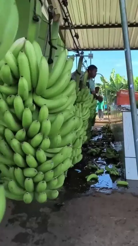 This farmhand cutting off banana hands from the stem
