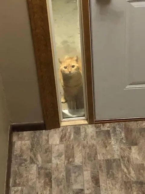 I meowed at our neighbor’s cat once and now it regularly comes up to our door and just watches us live our lives.