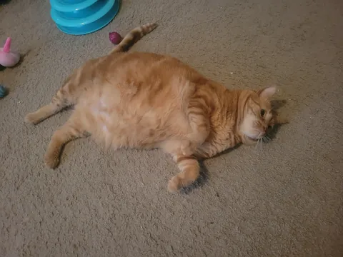 Orange Joe has crossed the rainbow bridge.