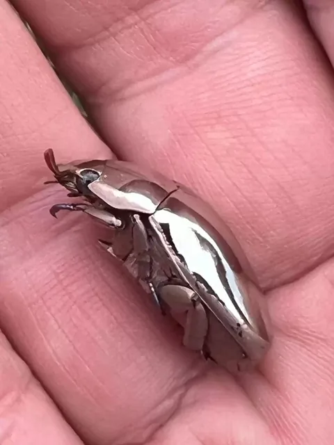 Man Finds An Incredible Beetle Who's Almost Too Stunning To Be Real