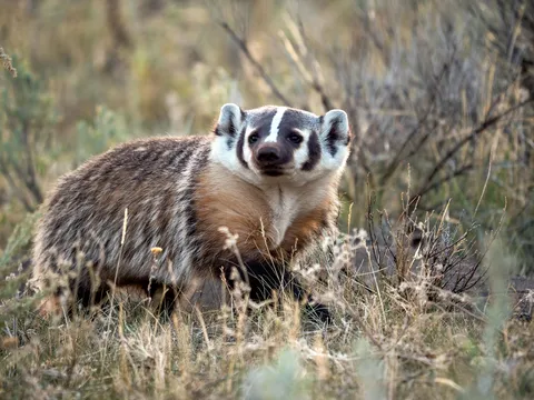 🔥 An American badger walking amongst the sagebrush covered grasslands, inside Lamar Valley, Yellowstone 🔥