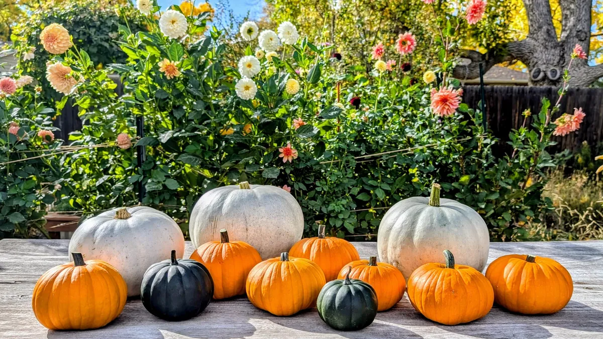 Three years ago I replaced my lawn with garden beds to cope with chronic illness and depression. What started as a hobby has grown into a small flower farm and a brighter chapter in my life.
