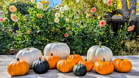 Three years ago I replaced my lawn with garden beds to cope with chronic illness and depression. What started as a hobby has grown into a small flower farm and a brighter chapter in my life.