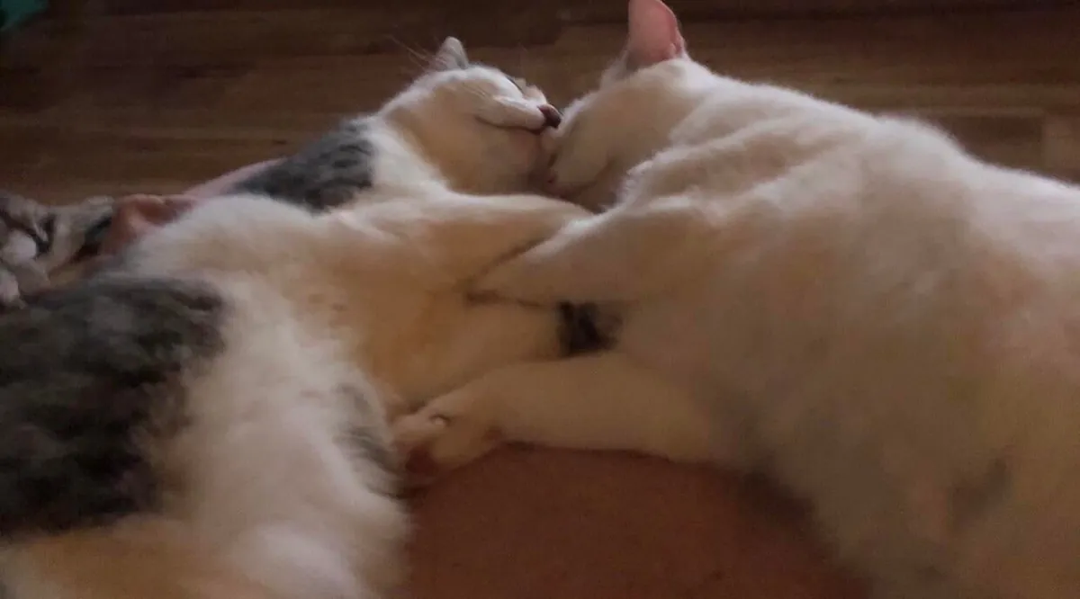 My Bam Bam and my Jean Paul 💙🐾