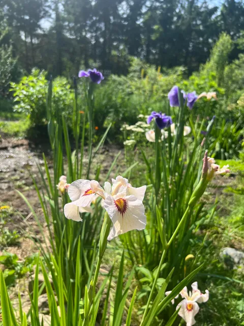 some of the irises around the pond in my garden…. don’t miss the black gem at the end