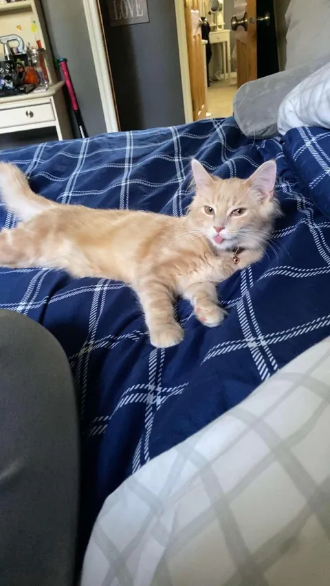 I would love if anyone could ask questions about my sweet peanut🕊️