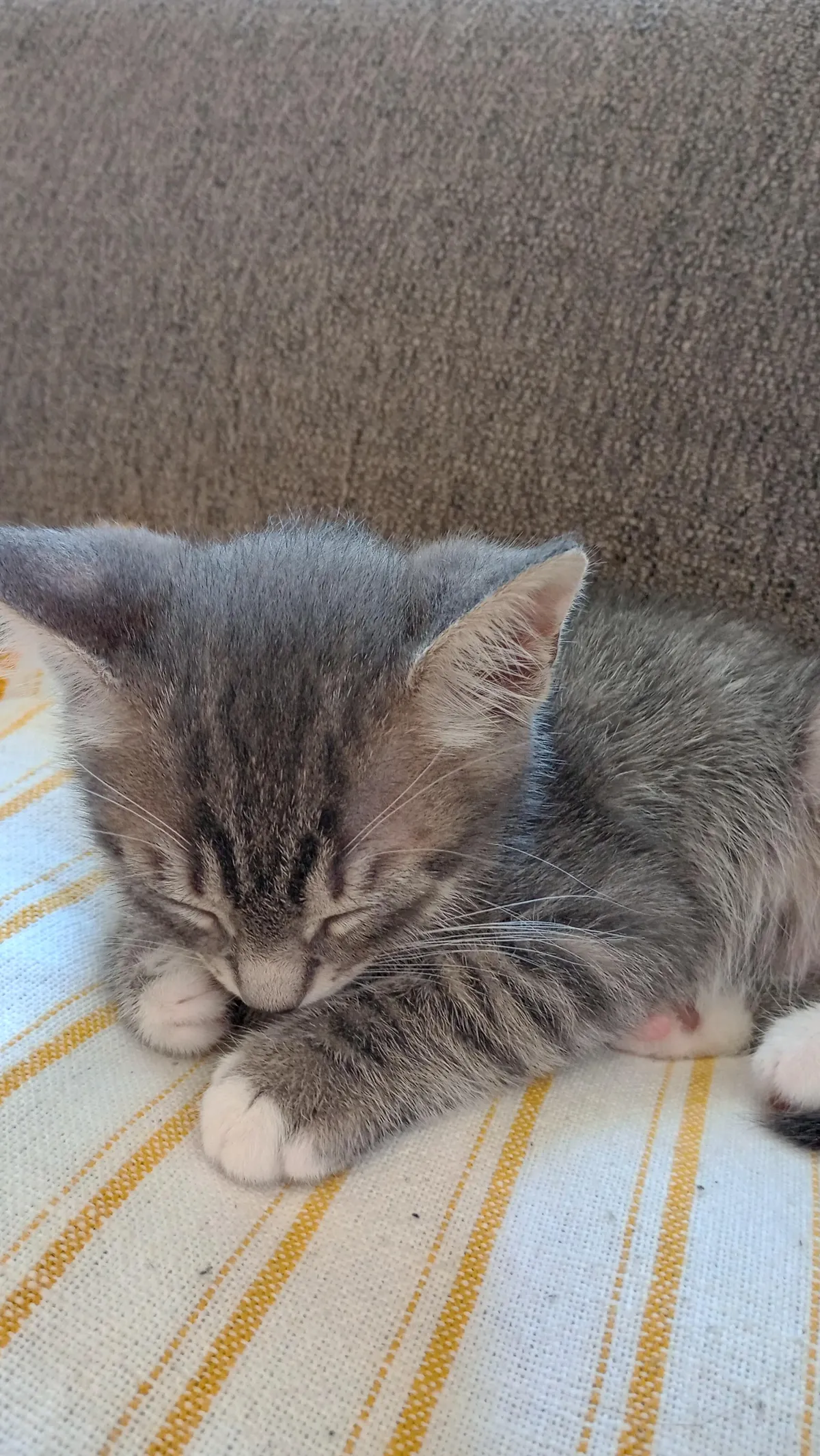 I just got a cat yesterday!