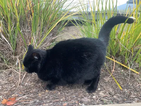 Is this cat pregnant or just fluffy?