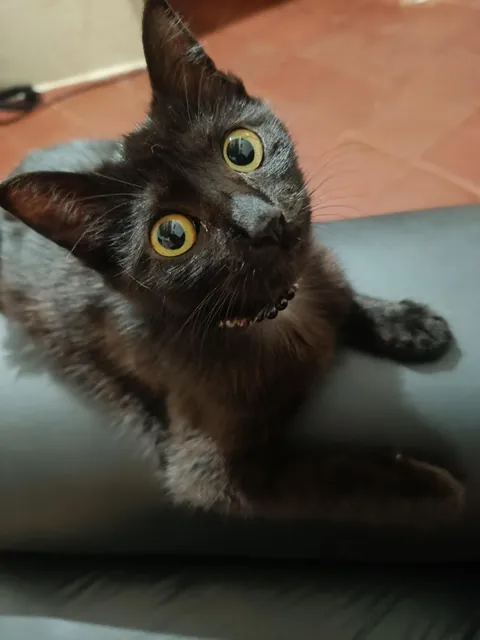 I adopted her 6 months ago, she's growing super well