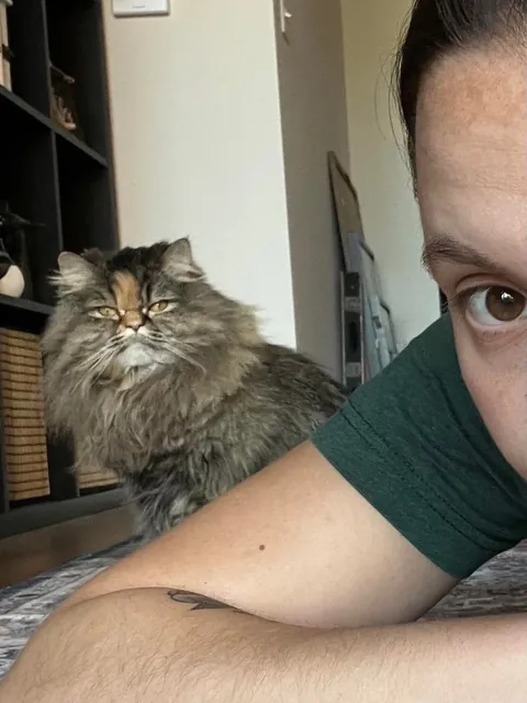 Took my cat to the groomer for a much needed deshed