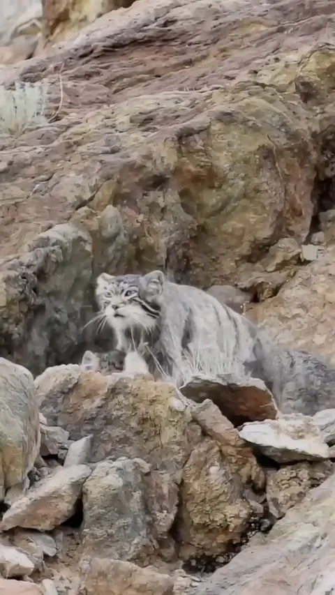 This is how a Pallas’s cat mom carries her cub down the hill