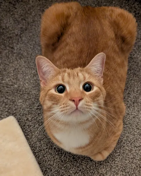 You can enjoy this sweet loaf guilt free🧡