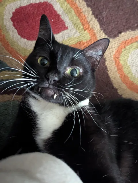 Do any of your cats have this long of teeth? (Ignore how in holding him)