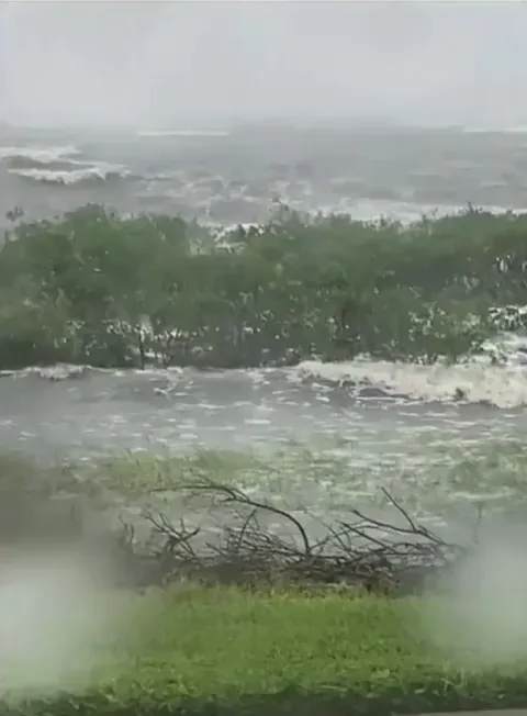 How mangroves protect the shore from violent waves.
