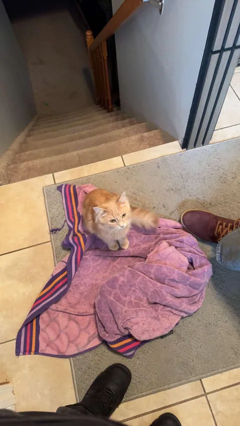 I would love if anyone could ask questions about my sweet peanut🕊️