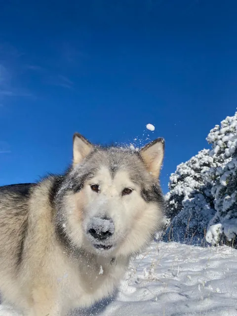 heckin S N O W ⛄️❄️
