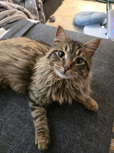 Boyfriend and I finally got our first cat after moving in together. Meet our son, Tobi.