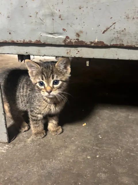 Meet our new kitten, Lugnut.