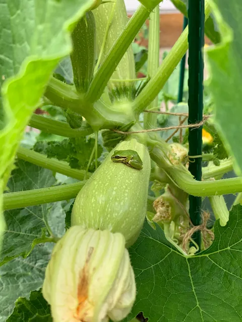 These silly guys have been a highlight of my summer 🐸