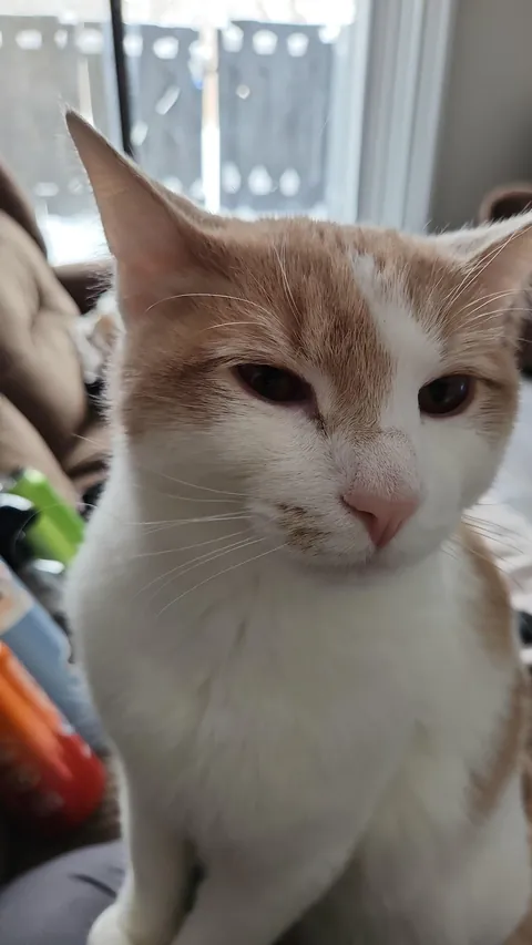 Is there a reason my cat often puts one paw on me?